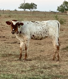 IM Heifer 19/23