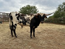 IM Bull 59/21