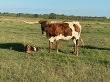 IM Bull 36/23