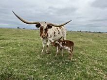 IM Bull 37/23