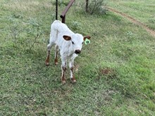 IM Bull 38/23