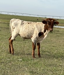 IM Bull 20/23