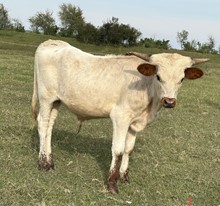 IM Bull 32/23