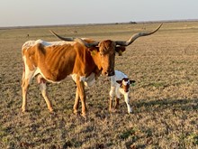 Im Bull 31/23