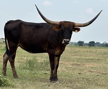IM Cowgirl Texa