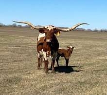 IM Heifer 1/23