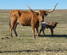 IM Heifer 9/23