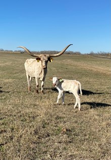 IM Bull 12/23