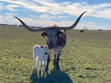 IM Heifer 8/23