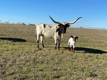 IM Bull 3/23