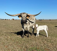 IM Heifer 5/23