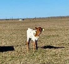 IM Heifer 2/23