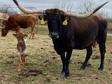 IM Heifer 17/23