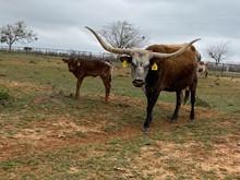 IM Heifer 7/23