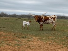 IM Heifer 15/23