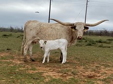 IM Heifer 18/23
