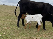 IM Heifer 4/23