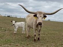 IM Heifer 13/23