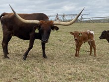 IM Heifer 11/23