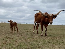 IM Heifer 14/23