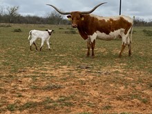IM Heifer 16/23