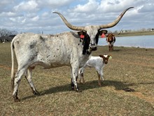 IM Heifer 19/23