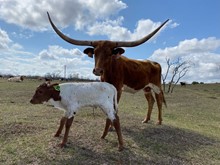 IM Bull 20/23