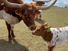 IM Heifer 27/23
