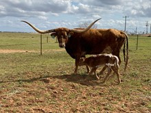 IM Bull 29/23