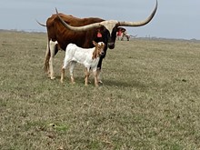 IM Heifer 10/23