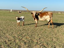 Im Bull 21/23