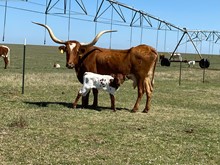 IM Heifer 26/23