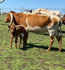 IM Bull 23/23