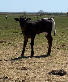 IM Heifer 24/23